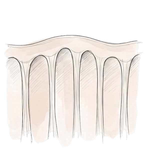 Fibrous bands anchor the skin.